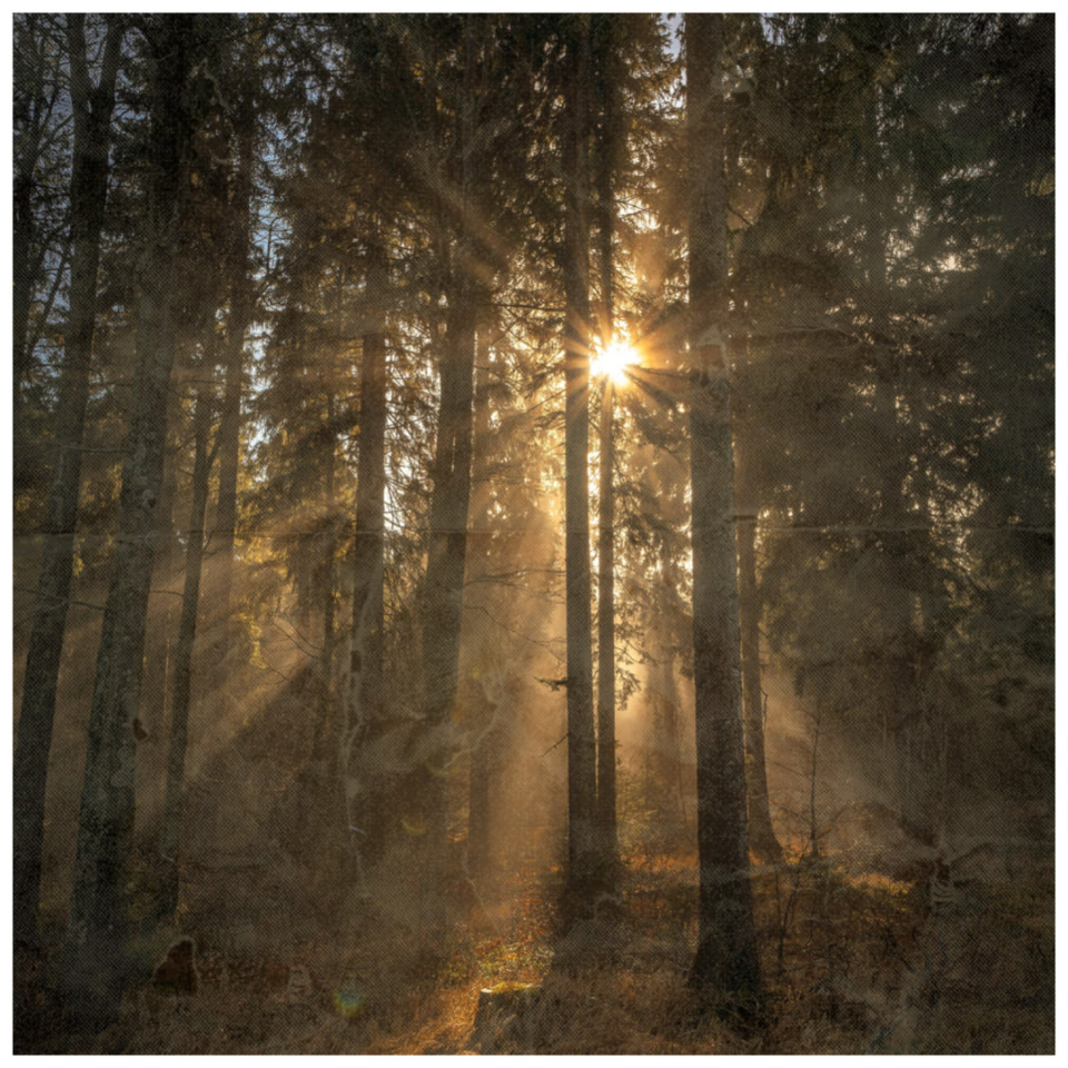 Wälder & Natur